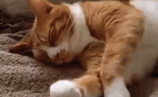 5 Why Do Cats Stretch Before Greeting You?