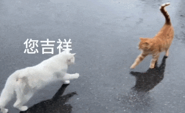 15 Why Do Cats Stretch Before Greeting You?