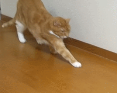 10 Why Do Cats Stretch Before Greeting You?