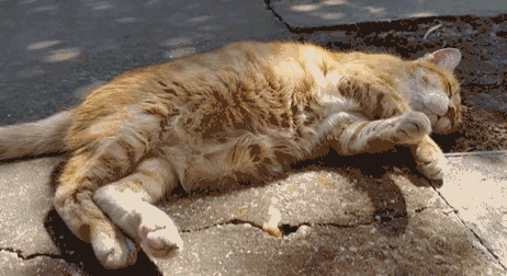 6 Why Do Cats Stretch Before Greeting You?