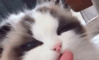 Can My Cat Smell Other Cats on Me?