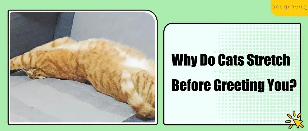 Why Do Cats Stretch Before Greeting You?