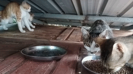 20 Why Do Cats Stretch Before Greeting You?