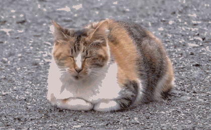 12 Why Do Cats Stretch Before Greeting You?