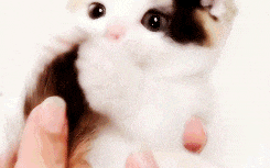 4 Why Do Cats Lick Me? Is It Because They Love Me That Much?