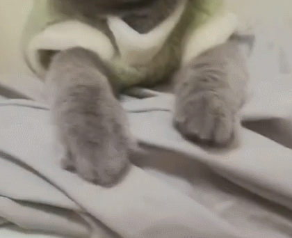 9 Why Do Cats Stretch Before Greeting You?