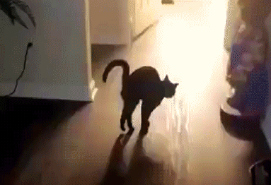 8 Why Do Cats Stretch Before Greeting You?