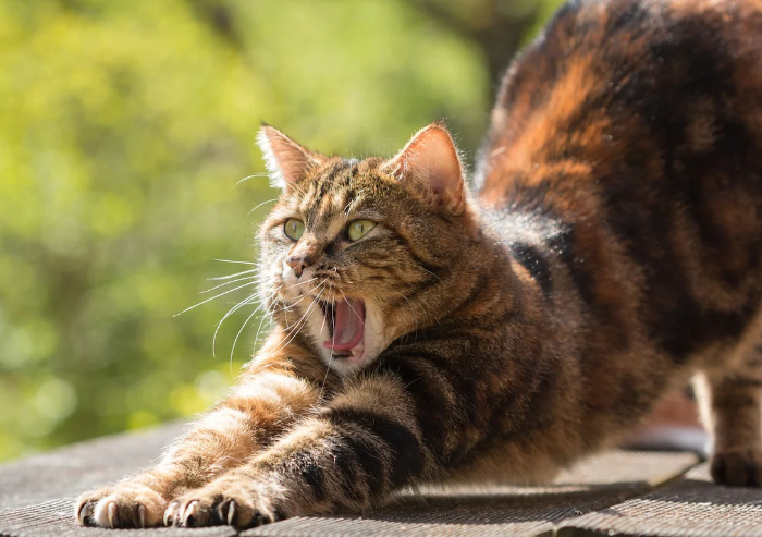 13 Why Do Cats Stretch Before Greeting You?