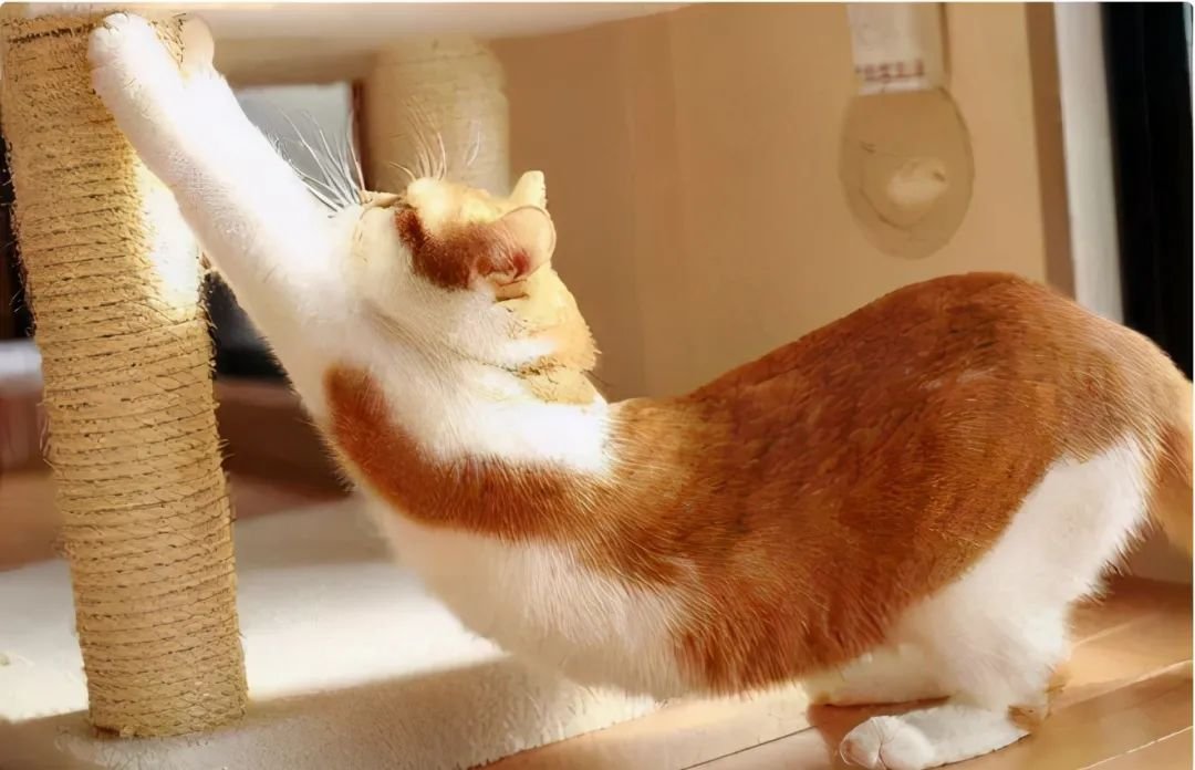 18 Why Do Cats Stretch Before Greeting You?