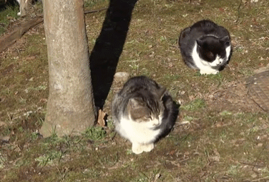 14 Why Do Cats Stretch Before Greeting You?