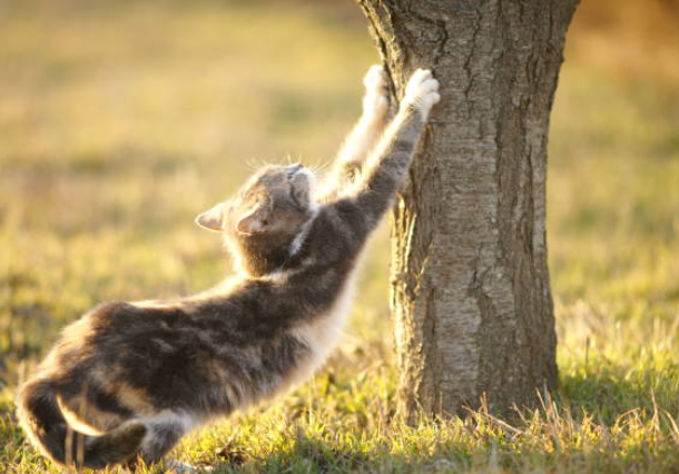 17 Why Do Cats Stretch Before Greeting You?