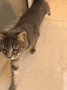 16 Why Do Cats Stretch Before Greeting You?