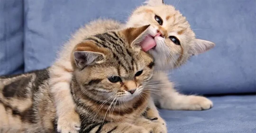 2 Why Do Cats Lick Me? Is It Because They Love Me That Much?