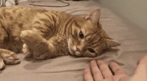 3 Why Do Cats Stretch Before Greeting You?