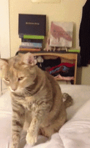 7 Why Do Cats Stretch Before Greeting You?