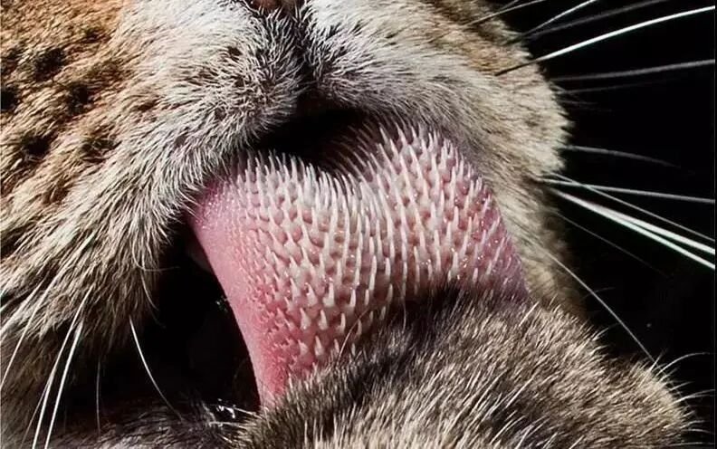 5 Why Do Cats Lick Me? Is It Because They Love Me That Much?