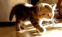 2 Why Do Cats Stretch Before Greeting You?