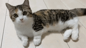 1 Why Do Cats Stretch Before Greeting You?