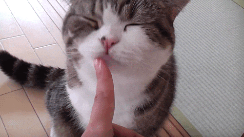 3 Why Do Cats Lick Me? Is It Because They Love Me That Much?
