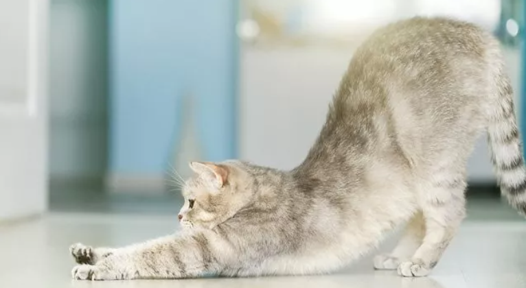 21 Why Do Cats Stretch Before Greeting You?